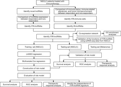 Identification and Validation of Immune-Related Long Non-Coding RNA Signature for Predicting Immunotherapeutic Response and Prognosis in NSCLC Patients Treated With Immunotherapy